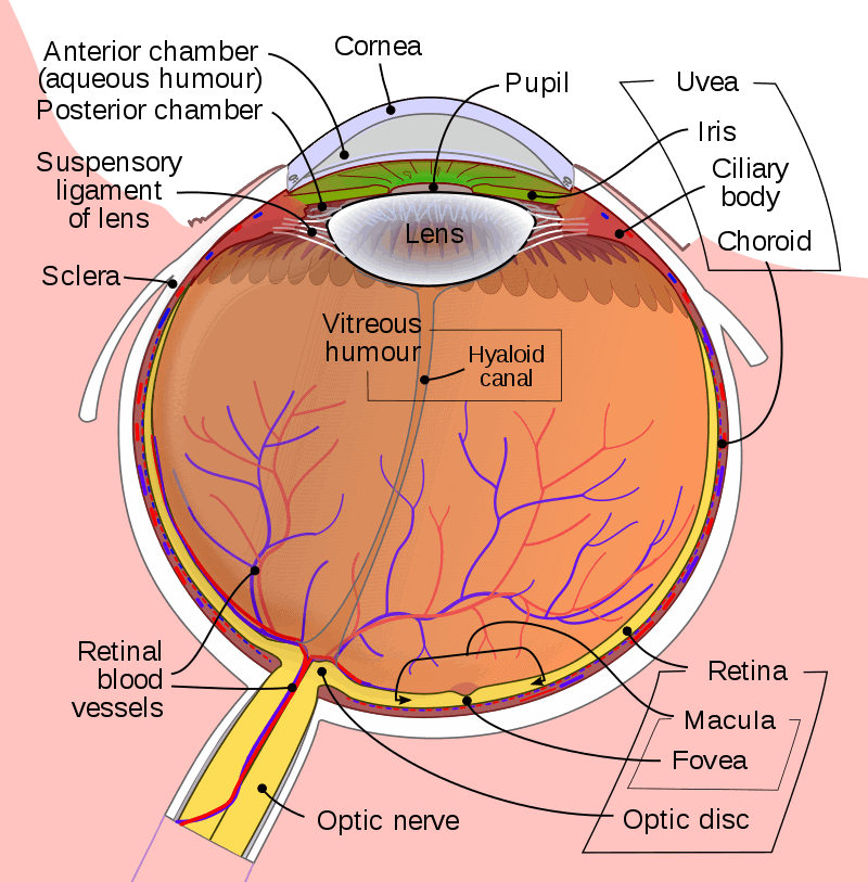 eye anatomy